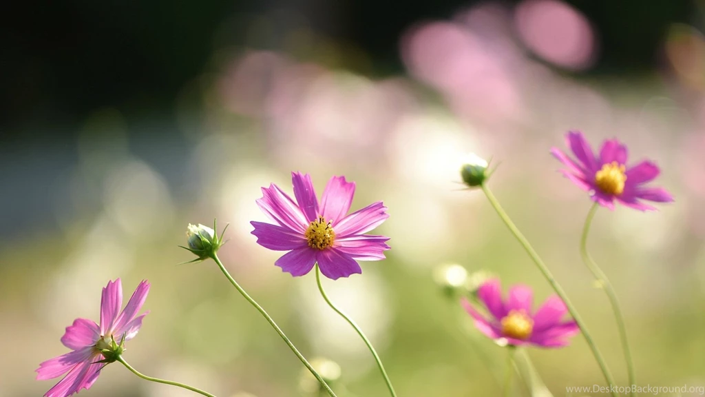 Flowers Pink Cosmos Flower Wallpapers