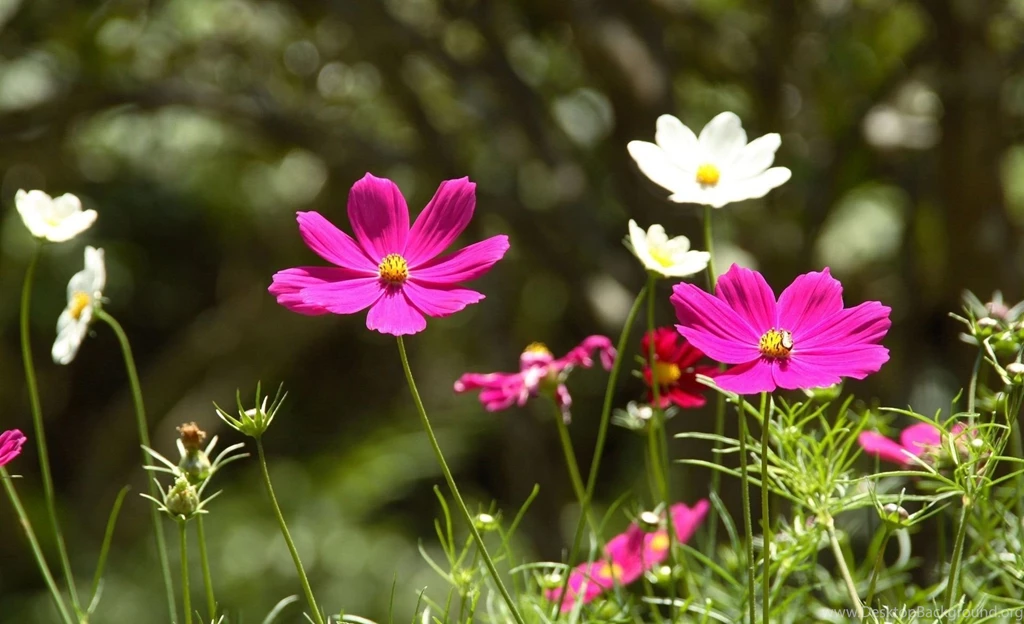 Wallpapers Cosmos, Flower, Asteraceae Desktop Wallpapers » Nature ...