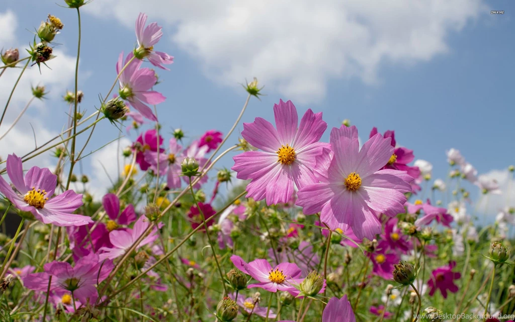 Cosmos Wallpapers   Flower Wallpapers