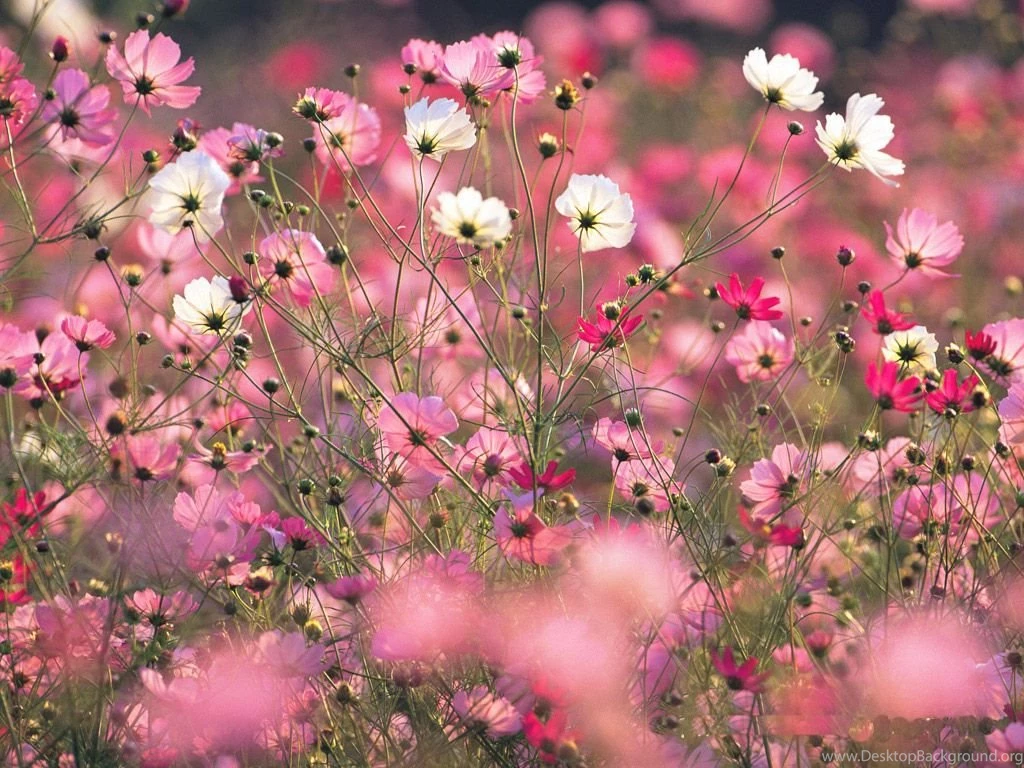 Colorful Cosmos Flowers Wallpapers