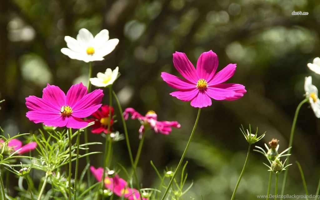 Pink And White Cosmos Wallpapers Flower Wallpapers