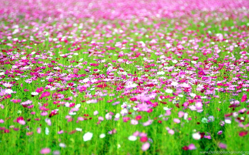 Cosmos Flowers Field >> HD Wallpaper, Get It Now!