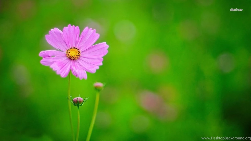 Cosmos Flower Wallpapers   Flower Wallpapers