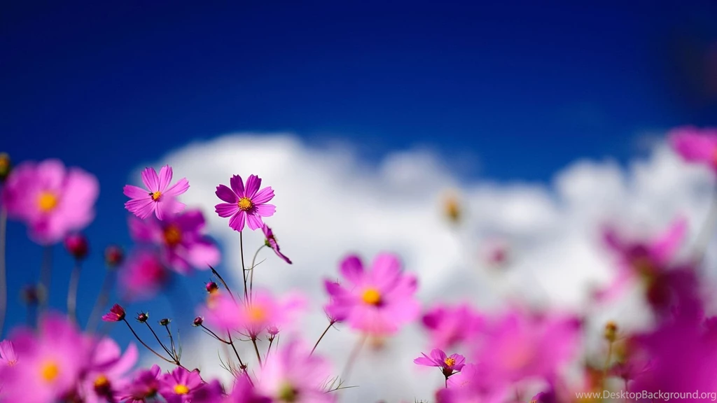 Pink Cosmos Flowers Widescreen Wallpapers