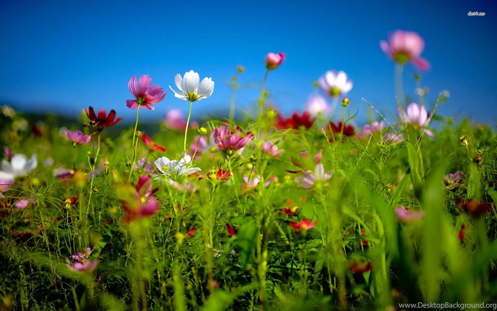 Cosmos Flowers In The Meadow Wallpapers Flower Wallpapers