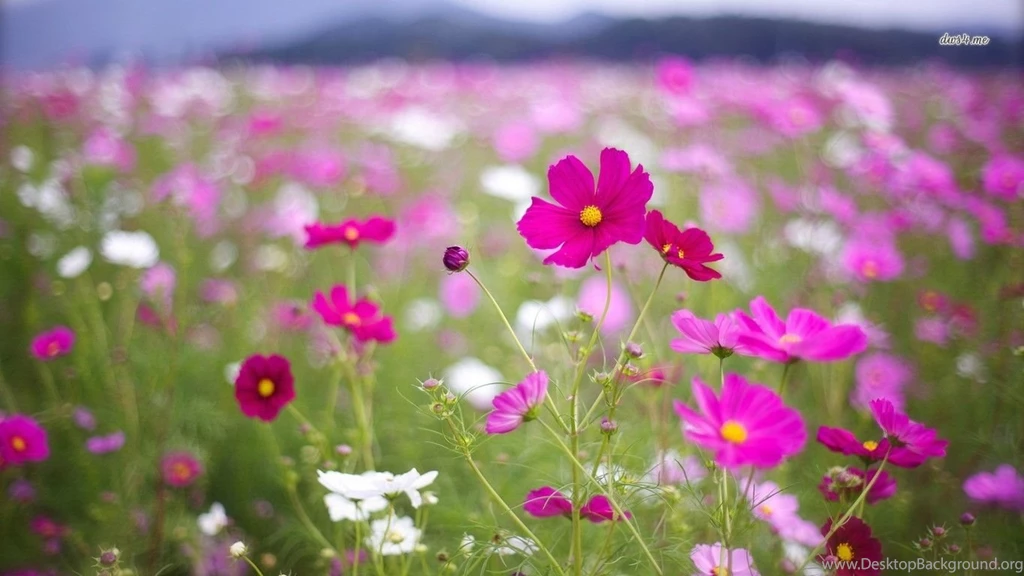 Purple Cosmoses Wallpapers Flower Wallpapers