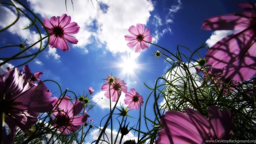 Cosmos Flower Quotes. QuotesGram Desktop Background