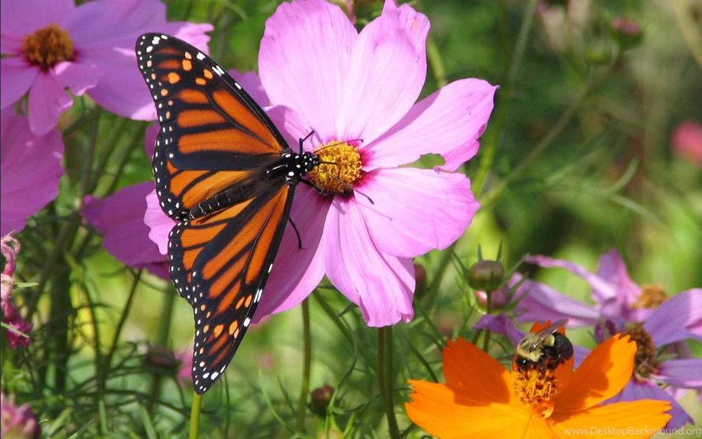 1400x875px Cosmos Flowers Species
