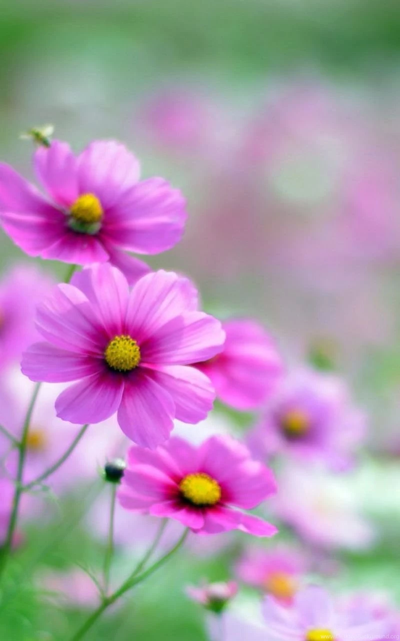 Cosmos Flowers Mobile Wallpapers 3936