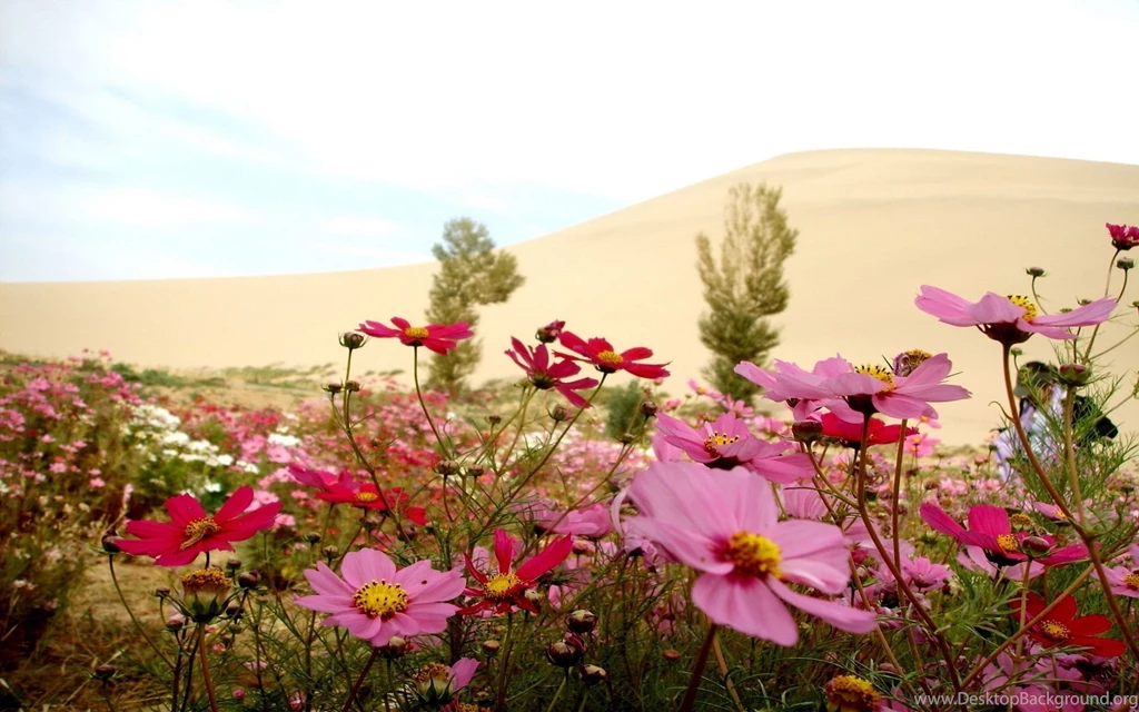 Pink Cosmos On The Hill Wallpapers 27905