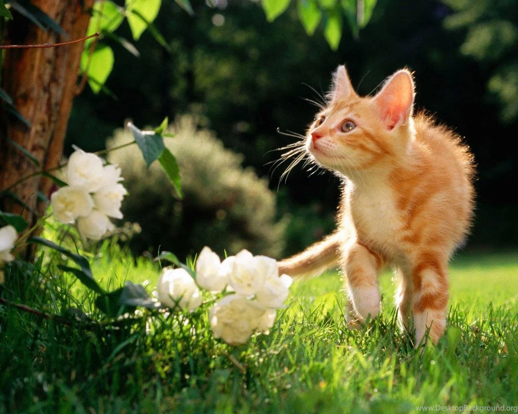 Desktop Wallpapers Gallery Animals Meet With The World