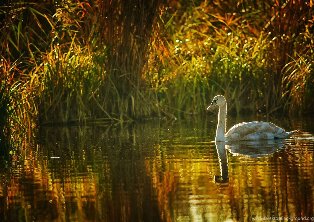Animal Wallpapers, Desktop Images, Cute Animals, Animal World ...