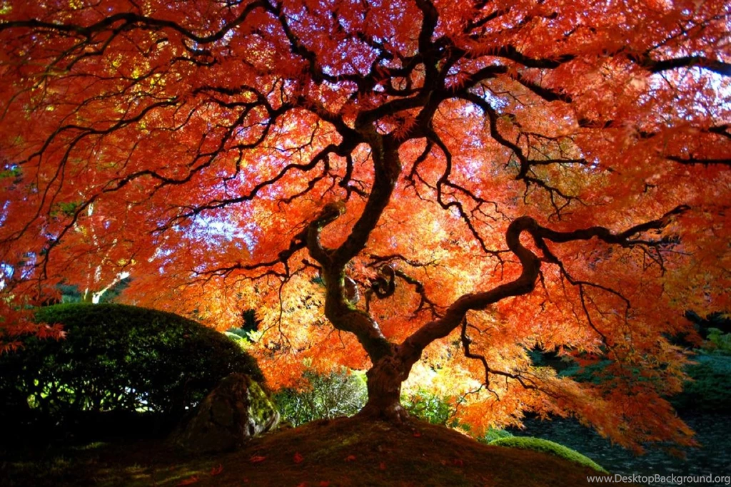 Japanese Maple : Pics