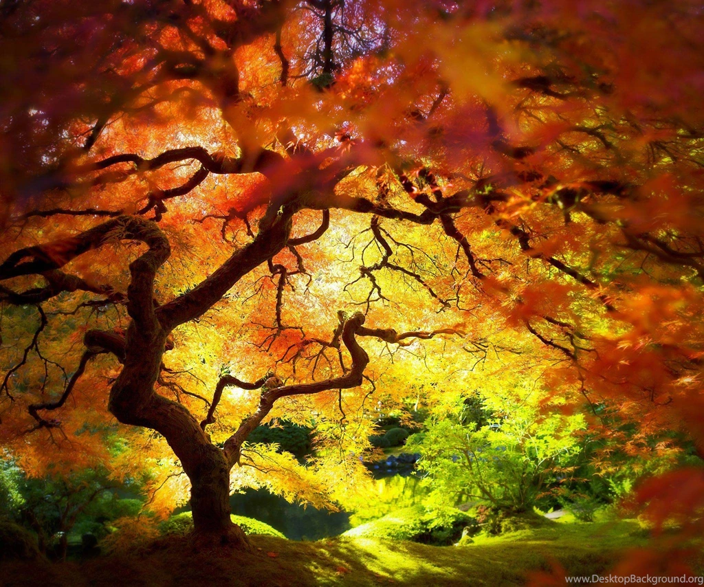 Technicolor Tree. : Pics