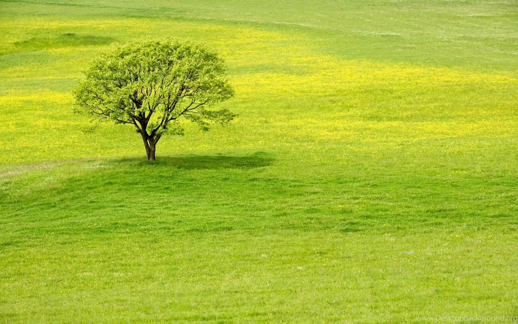 A Tree In Greenery Summer Wallpapers
