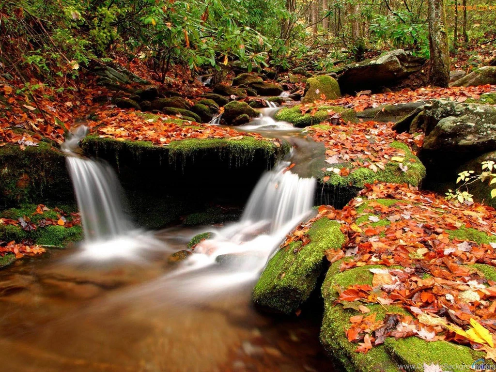 Leafy Greenery Wallpapers Nature Wallpapers