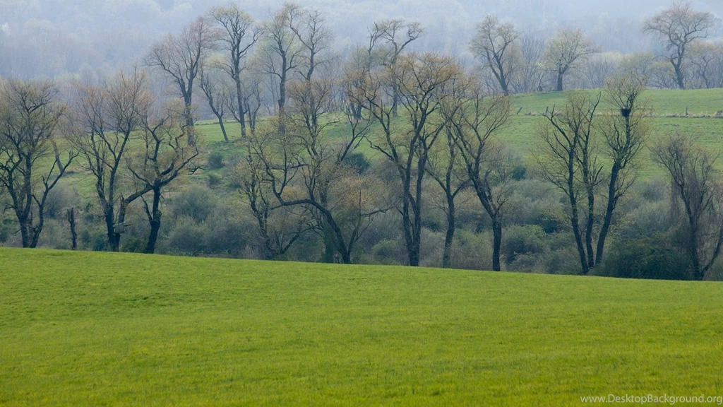 Download Wallpapers 1920x1080 Field, Grass, Trees, Greenery Full HD ...