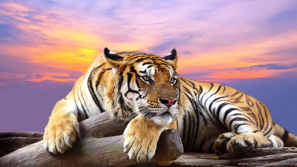 Awesome Royal Filled HD Tiger Wallpapers [Hand Picked]   Stugon