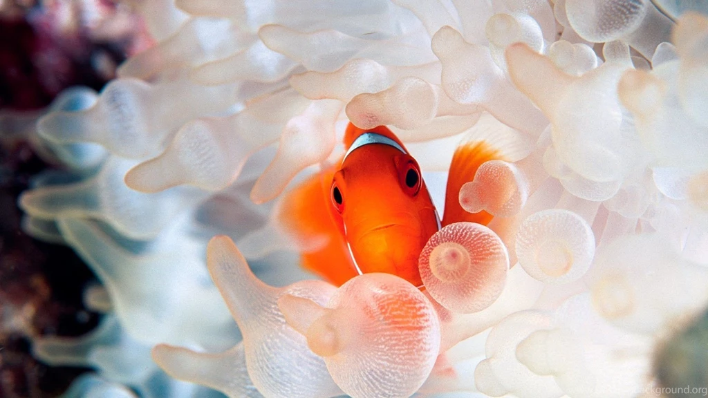 Tropical Fish HD Wallpapers
