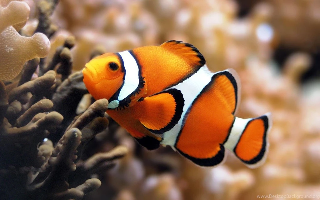 Orange Tropical Fish Wallpapers
