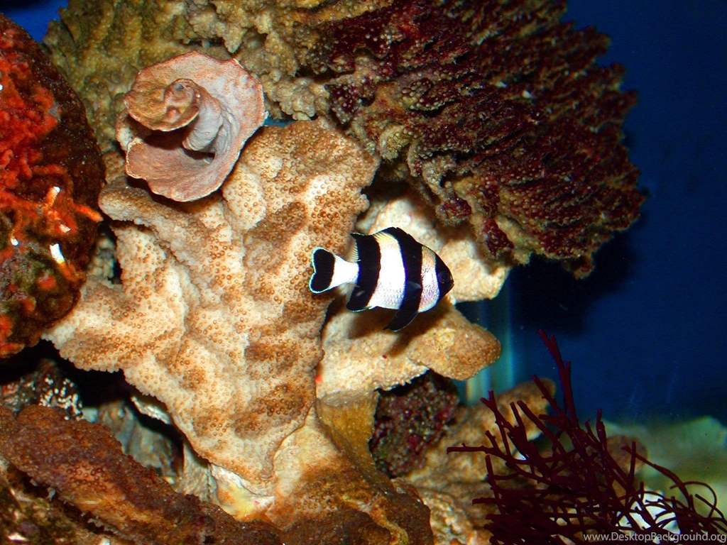 Tropical Fish Wallpapers   Fish Wallpapers (5413009)   Fanpop