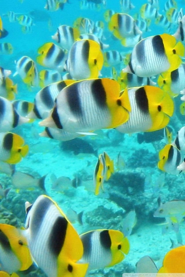 School Of Tropical Fish Tahiti HD Desktop Wallpapers : Widescreen ...