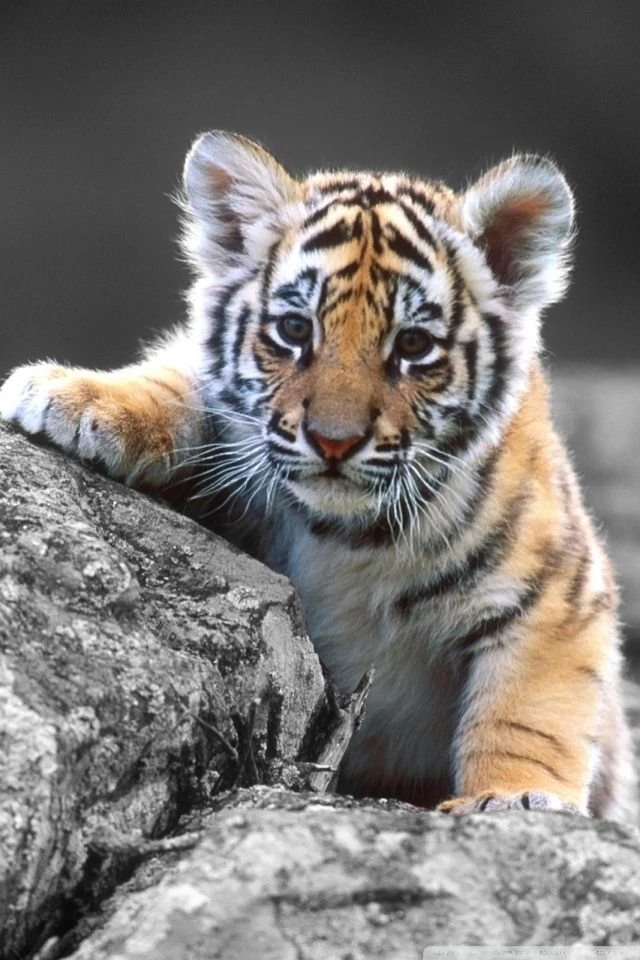 Cute Tiger Cub HD Desktop Wallpapers : High Definition : Fullscreen ...