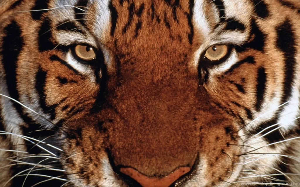 Tiger HD Wallpapers Like The White Siberian Or From India.