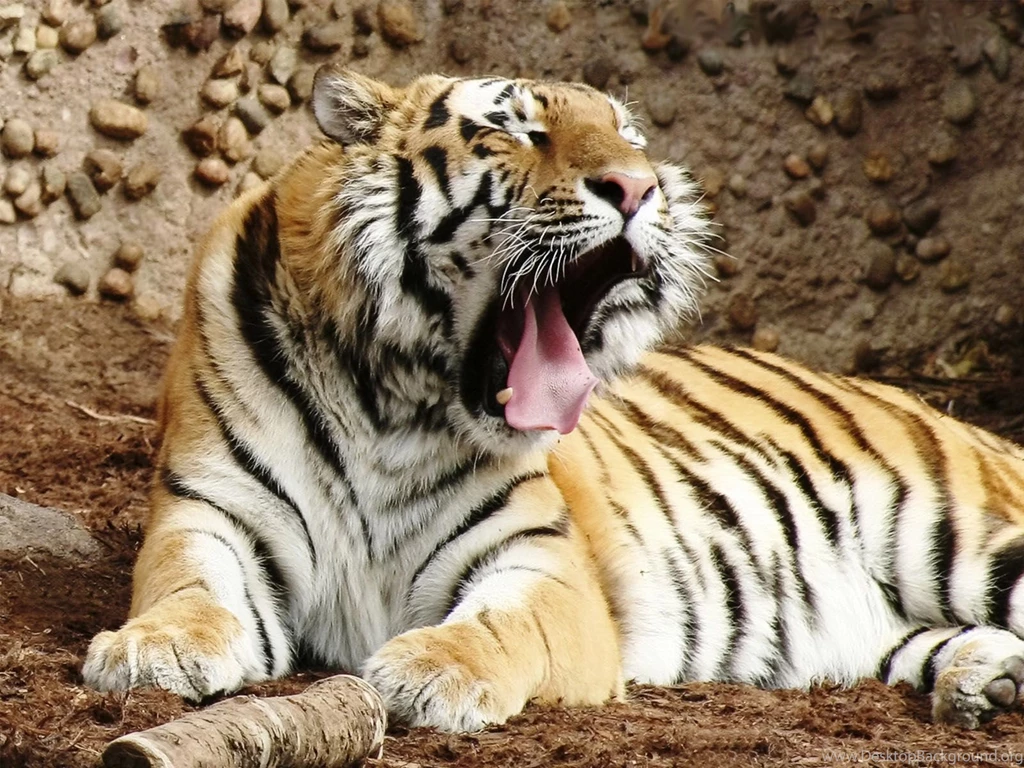Best Desktop HD Wallpapers Tiger HD Wallpapers