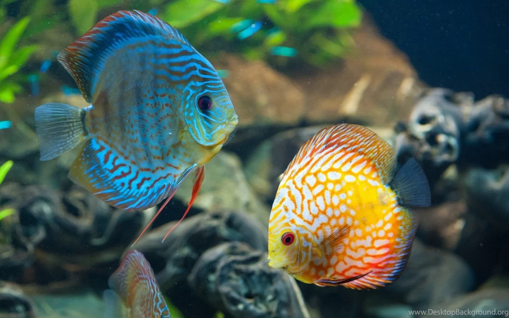 DISCUS Tropical Fish Wallpapers