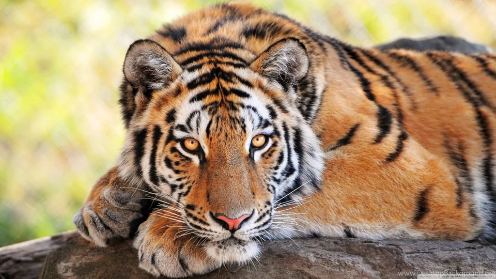 Beautiful Young Tiger HD Desktop Wallpapers : High Definition ...