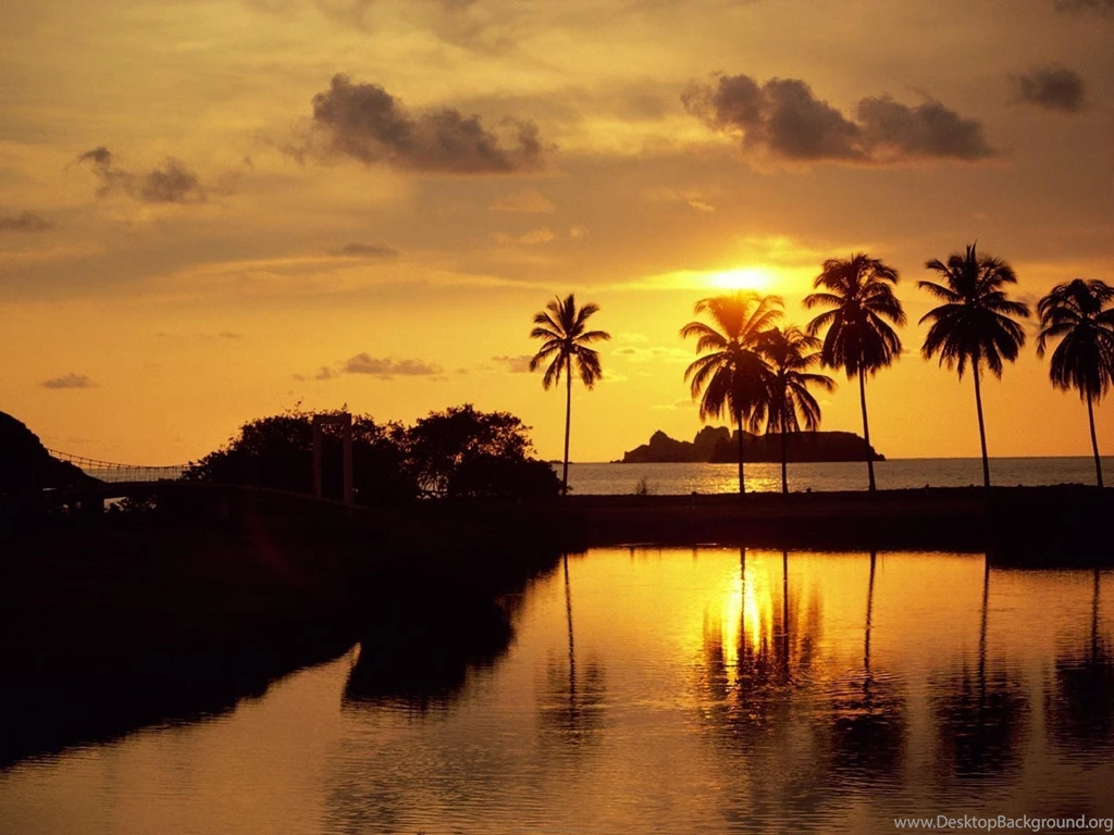 Sunrise Beach Palm Tree Wallpaper.