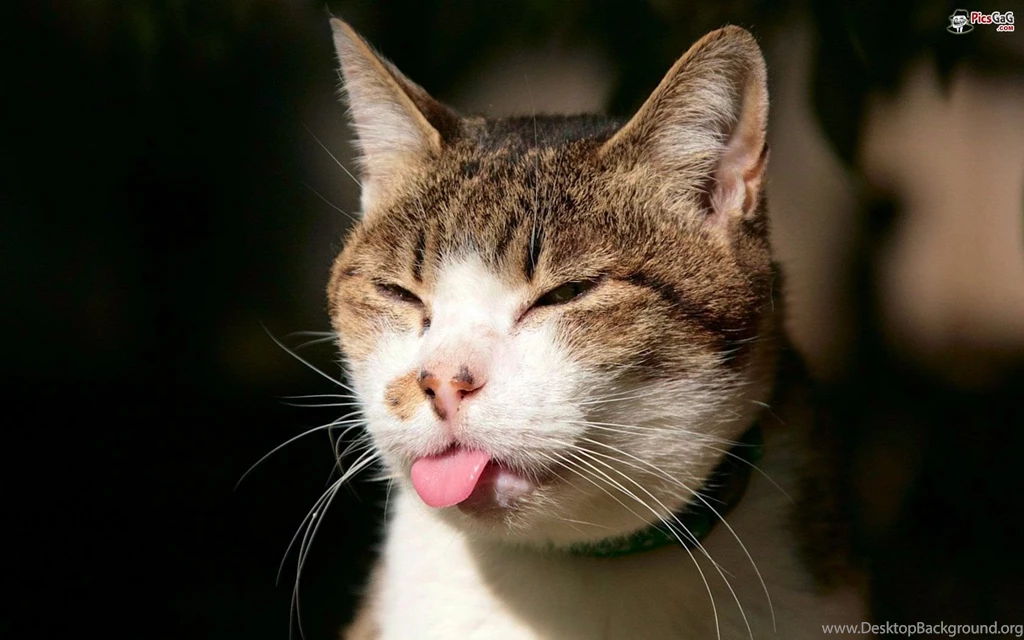 Funny Cat Face Wallpapers & This Funny Cat Wallpapers Make Smile Laugh