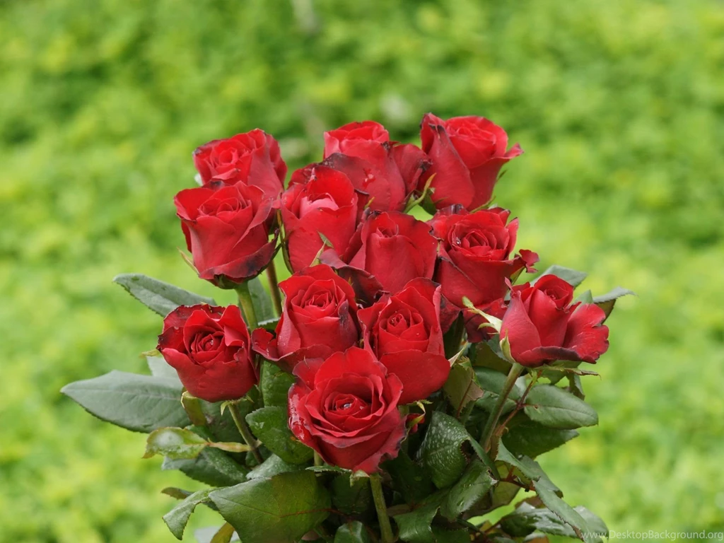 Red Rose Wallpapers
