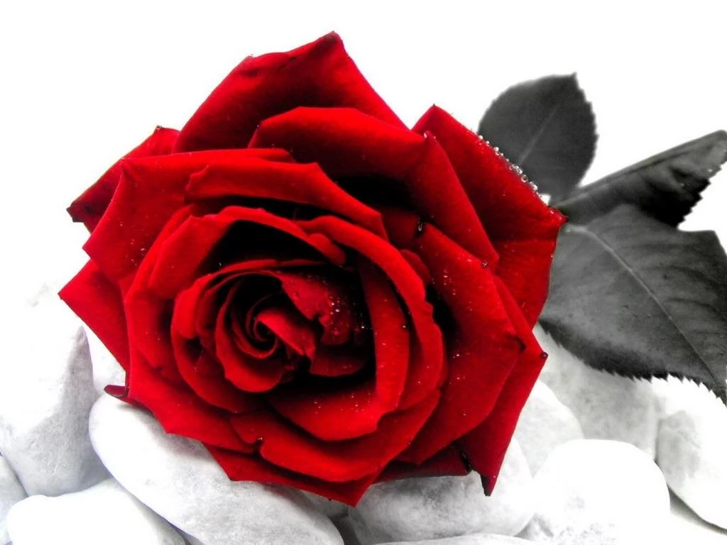 Red Rose Wallpapers 13   Best Wallpapers Collection