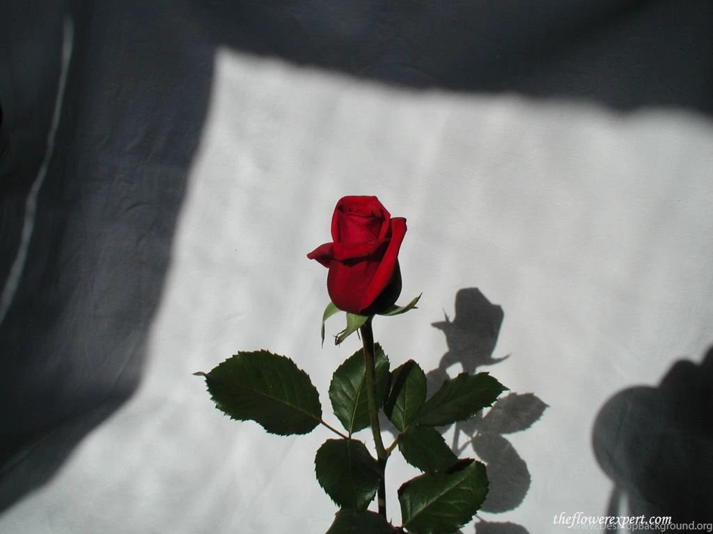 Exclusive Wallpapers On Beautiful Flowers The Flower Expert