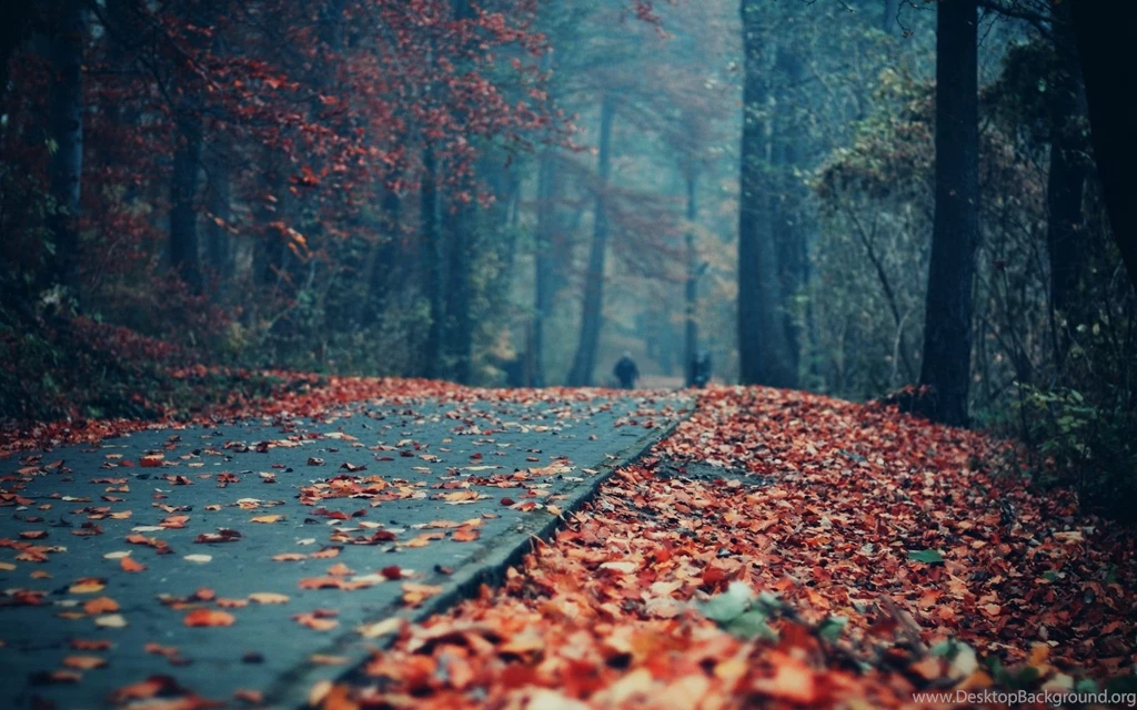 Foliage Covered Park Alley Wallpapers