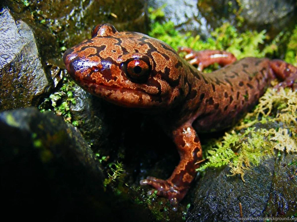 Free Wallpapers Pacific Giant Salamander Terraristic Salamander