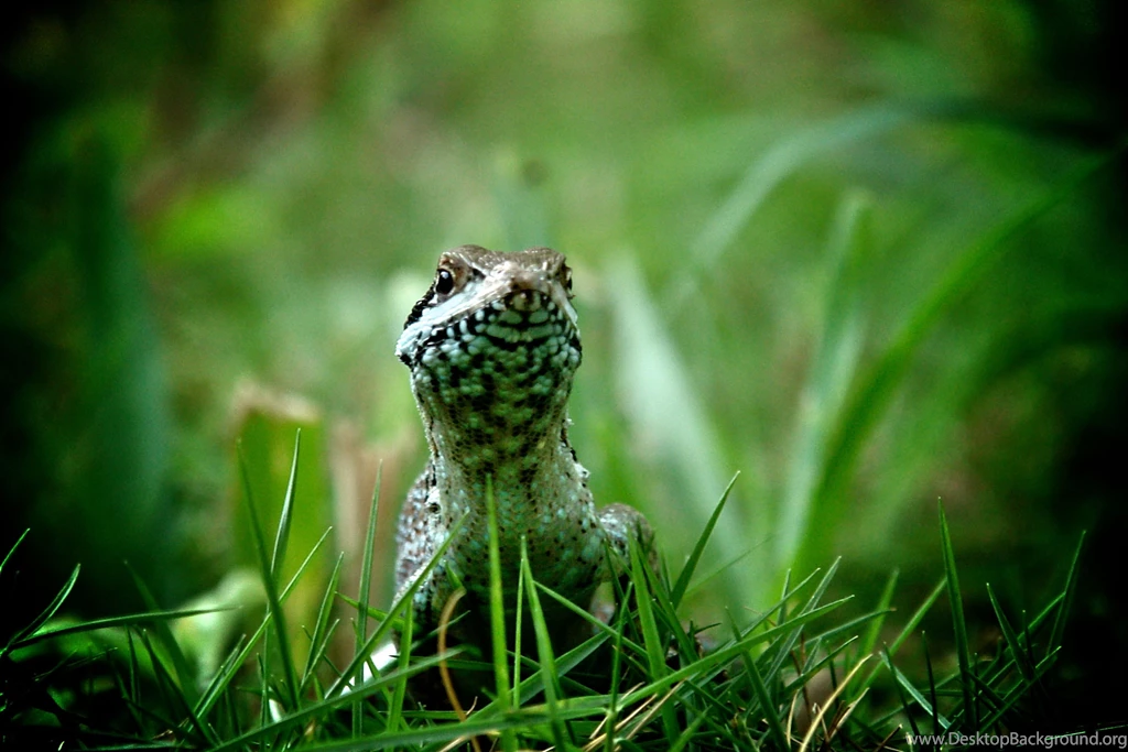Lizard Computer Wallpapers, Desktop Backgrounds
