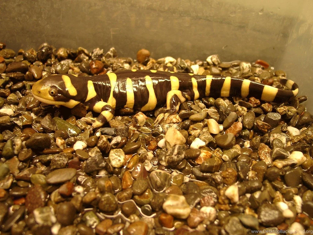 Free Wallpapers Adult Barred Tiger Salamander In Terrarium Pet Animal