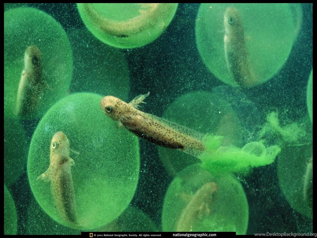 Maryland Piedmont, Salamander Larvae, 1999, Photo Of The Day ...