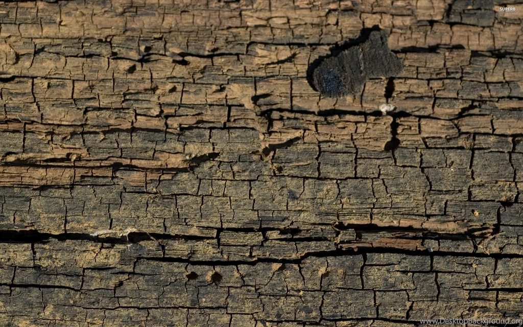 Tree bark 25422 2880x1800.jpg