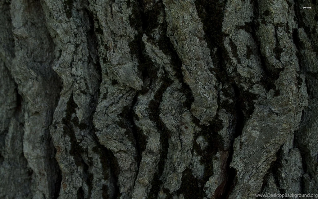 Tree Bark Wallpapers   Photography Wallpapers