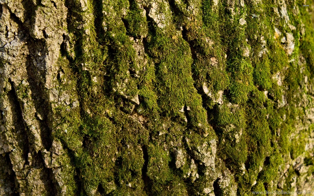 Mossy Tree Bark Wallpapers   Nature Wallpapers