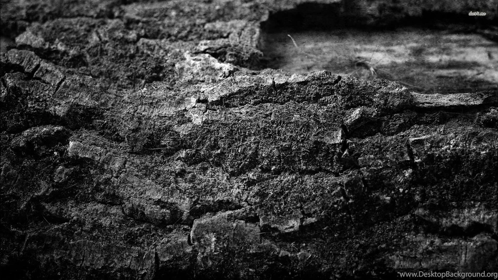 Tree Bark Wallpapers   Artistic Wallpapers