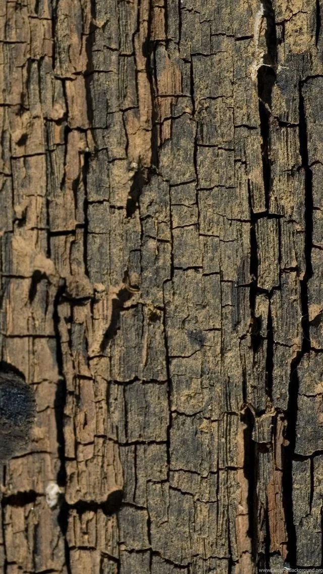 Tree Bark Mobile Wallpapers 3339