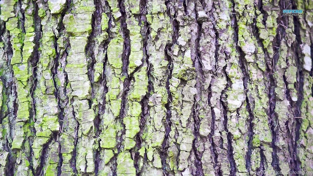 Tree Bark Wallpapers   Photography Wallpapers