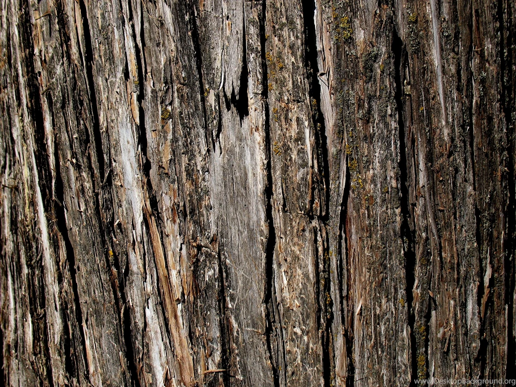 Old Tree Bark Texture Free Ipad Iphone Hd Wallpapers Free
