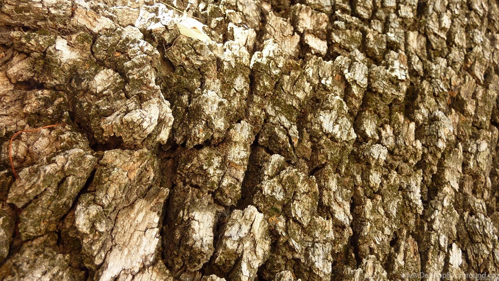 MLeWallpapers.com   Tree Bark II