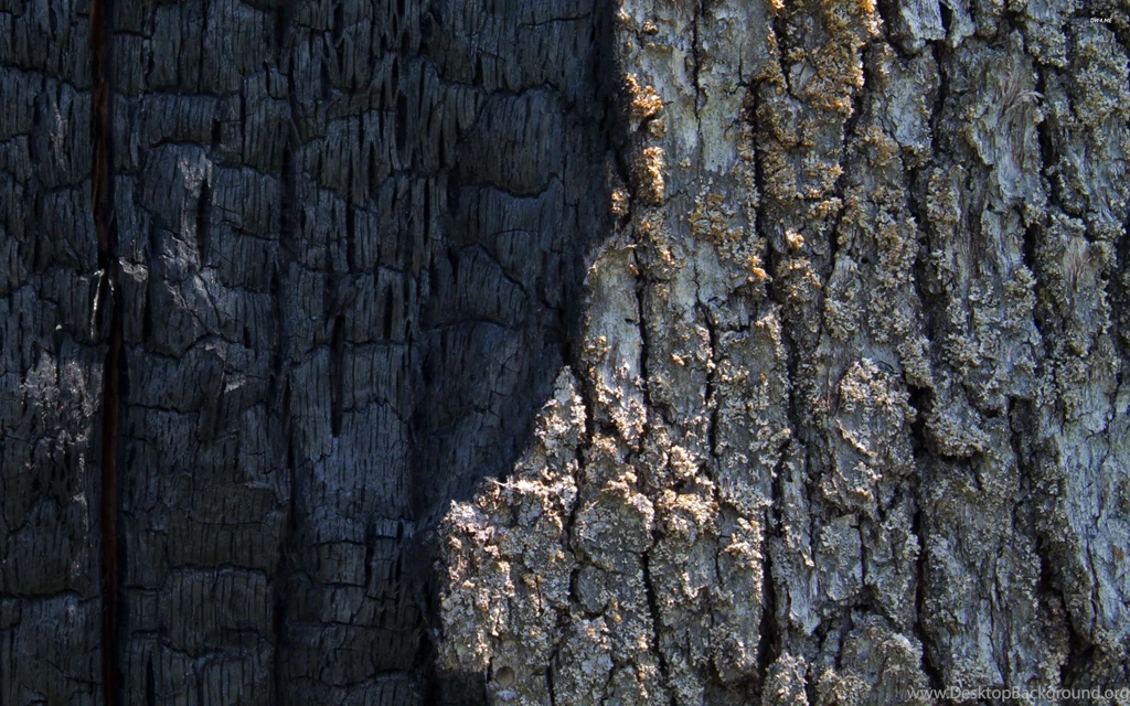 Half Burned Tree Bark Wallpapers   Photography Wallpapers
